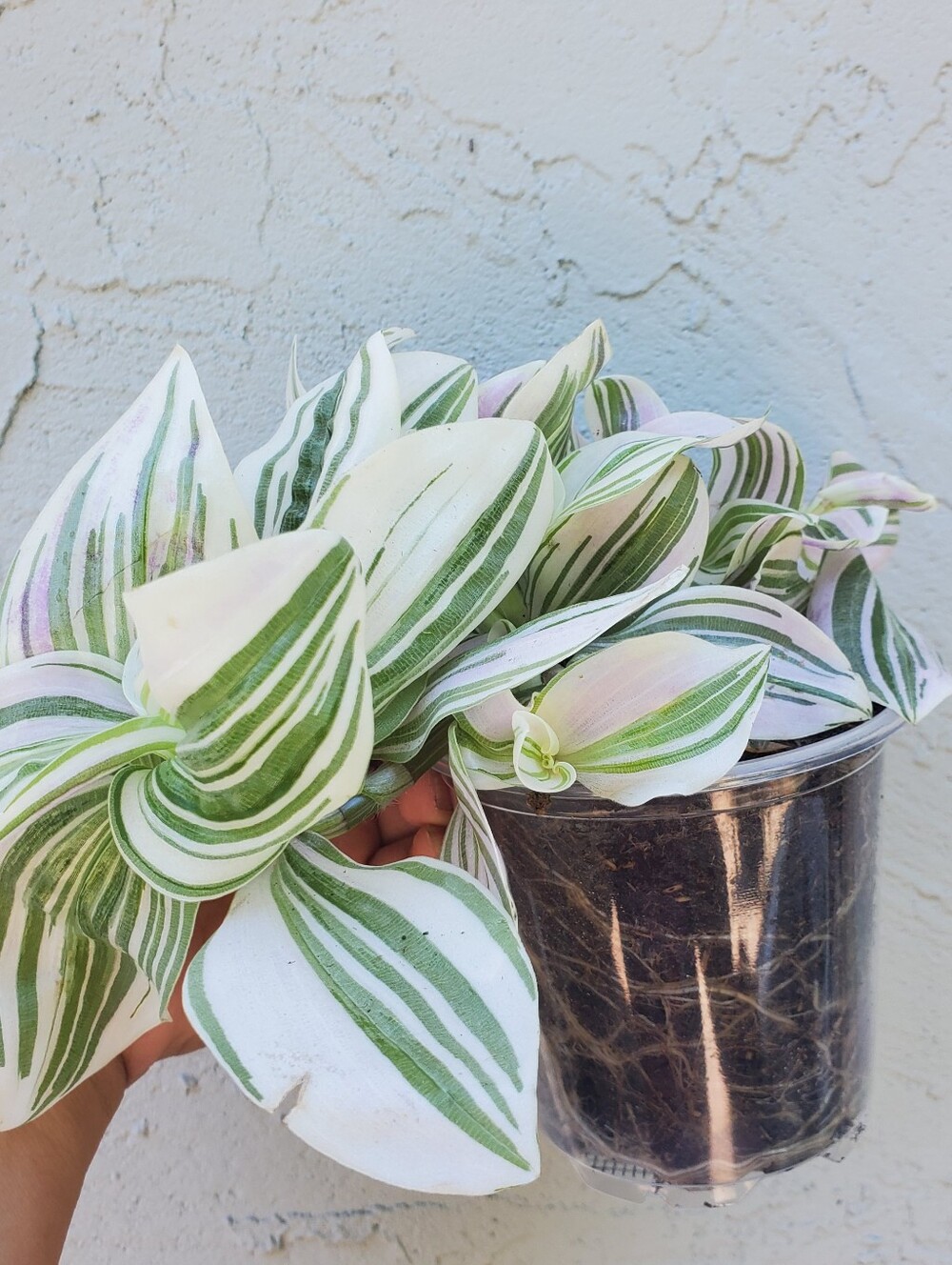 Tradescantia "FEELING DREAMY" In 3.5" Planter AKA Tradescantia Unicorn - Picture 4 of 5
